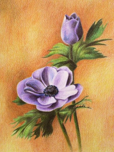 عکس گل رز واقعی