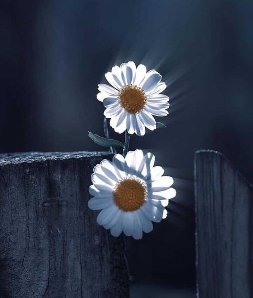 عکس گل رز واقعی