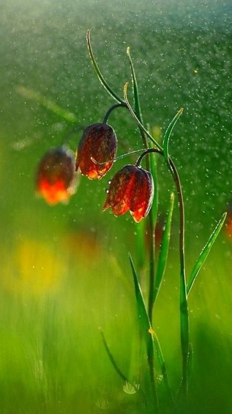 عکس گل رز واقعی