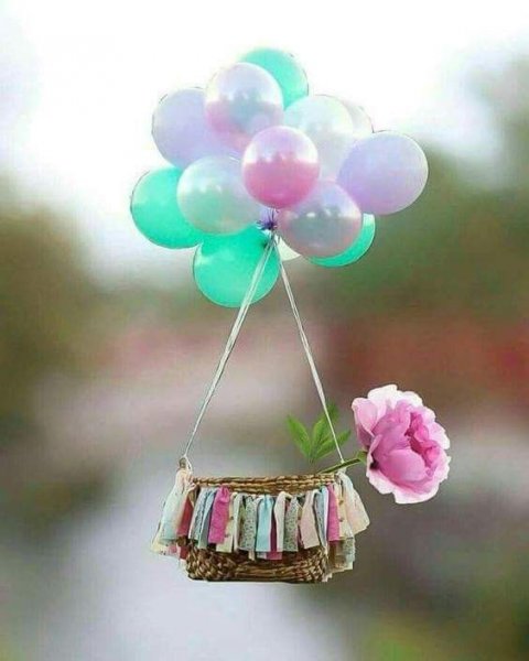 عکس گل رز واقعی