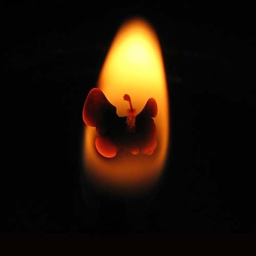 عکس پروانه ابی واقعی