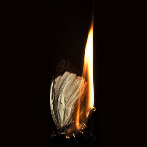 عکس پروانه ابی واقعی