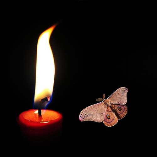 عکس پروانه ابی واقعی