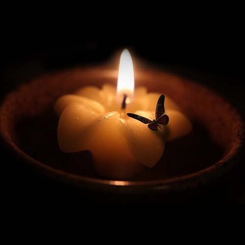 عکس پروانه ابی واقعی