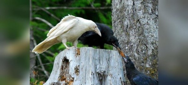  عکس از کلاغ بامزه