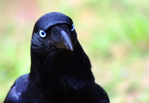  عکس از کلاغ بامزه