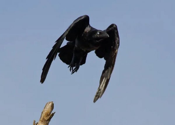  عکس از کلاغ بامزه