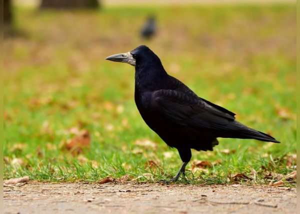  عکس از کلاغ بامزه