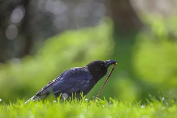  عکس کلاغ واقعی