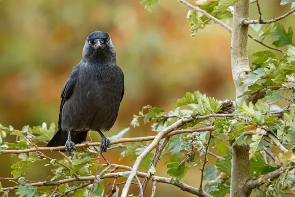  عکس کلاغ واقعی