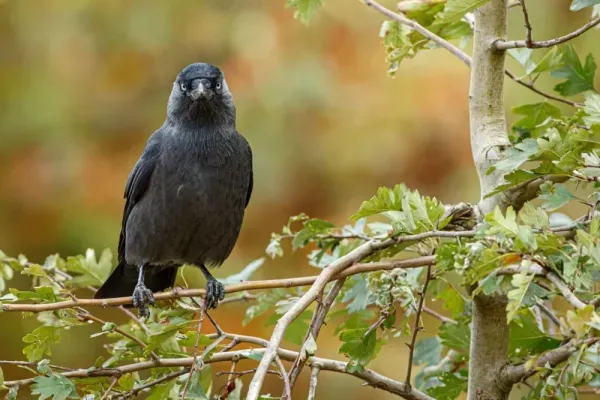 عکس کلاغ سفید