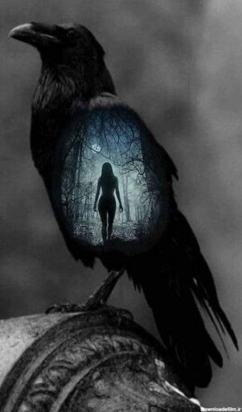 عکس کلاغ ترسناک