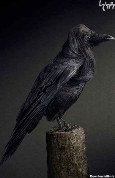  عکس کلاغ ترسناک