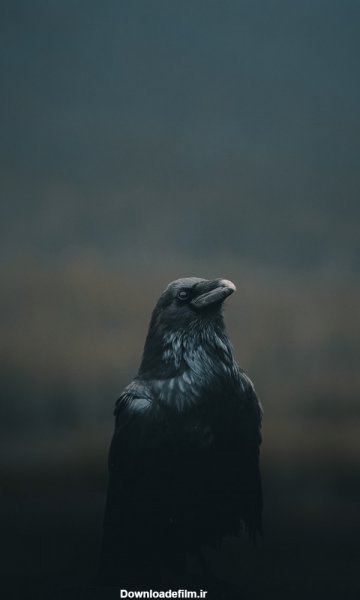  عکس کلاغ ترسناک