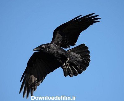  عکس کلاغ ترسناک