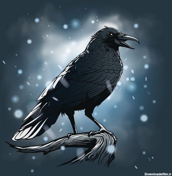  عکس کلاغ ترسناک