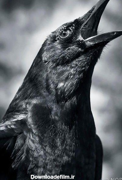  عکس کلاغ ترسناک