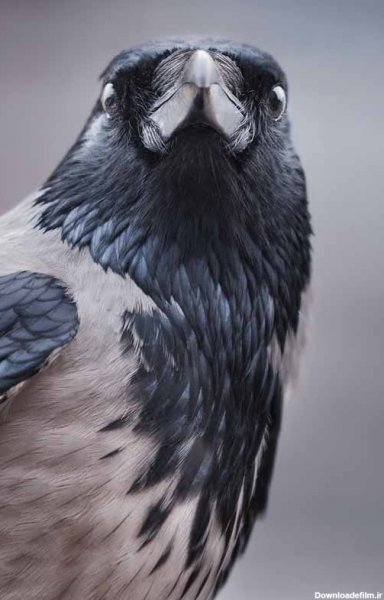  عکس کلاغ ترسناک