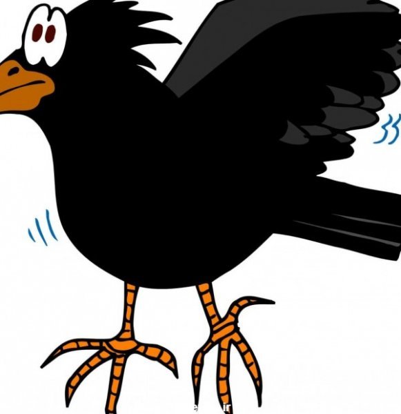 عکس کلاغ فانتزی