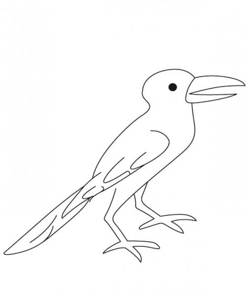 عکس کلاغ نقاشی