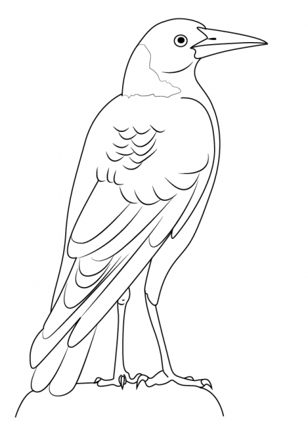  عکس کلاغ نقاشی