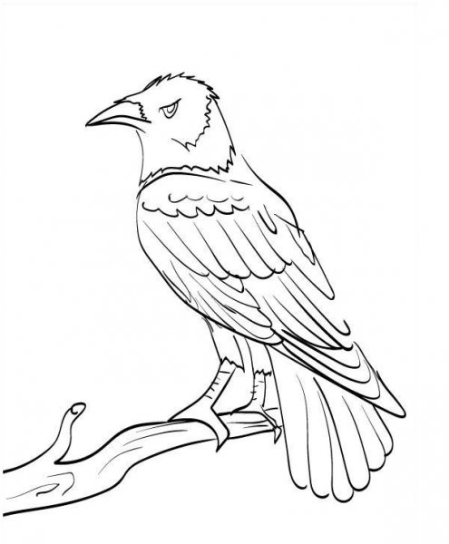  عکس کلاغ نقاشی