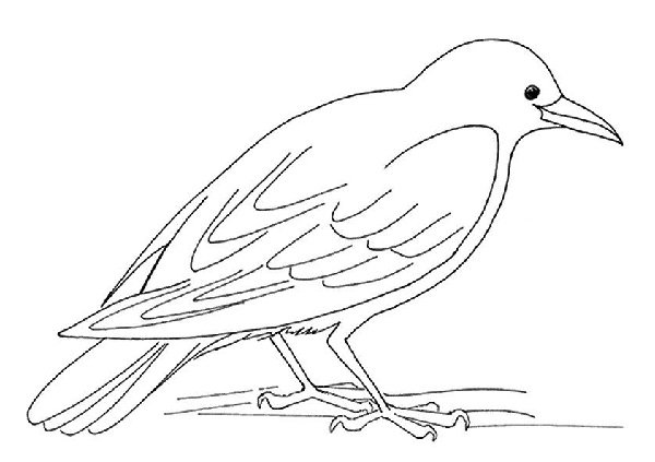  عکس کلاغ نقاشی