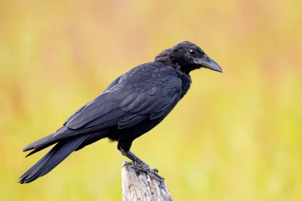  عکس کلاغ سیاه برای تصویر زمینه