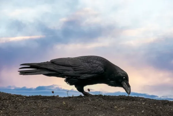 عکس کلاغ سیاه برای تصویر زمینه