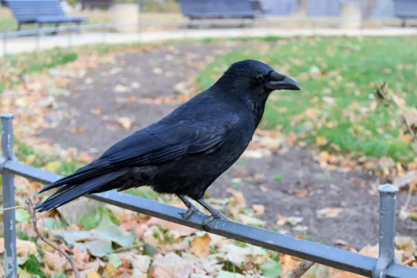  عکس کلاغ سیاه برای تصویر زمینه