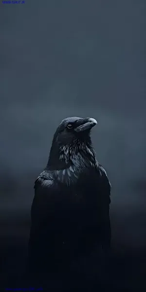  عکس کلاغ برای استوری اینستاگرام