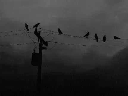  عکس کلاغ سیاه برای پروفایل