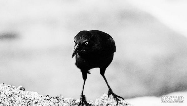 پروفایل عکس کلاغ برای واتساپ و تلگرام