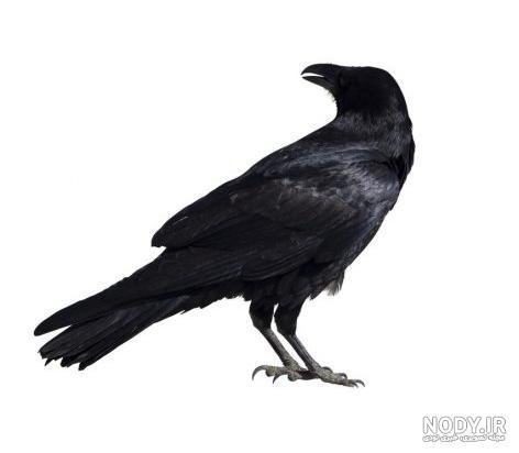  پروفایل عکس کلاغ برای واتساپ و تلگرام