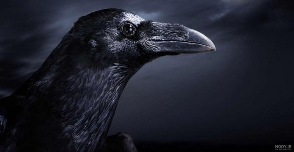  پروفایل عکس کلاغ برای واتساپ و تلگرام