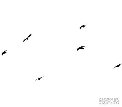  پروفایل عکس کلاغ برای واتساپ و تلگرام