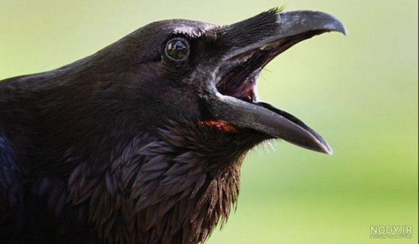  پروفایل عکس کلاغ برای واتساپ و تلگرام