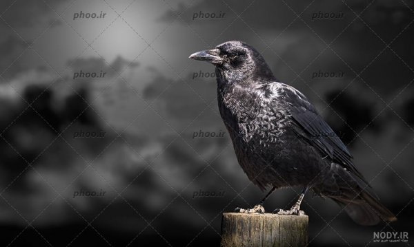  پروفایل عکس کلاغ برای واتساپ و تلگرام