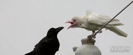  پروفایل عکس کلاغ برای واتساپ و تلگرام