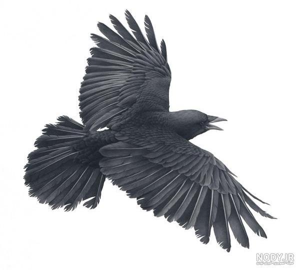  پروفایل عکس کلاغ برای واتساپ و تلگرام