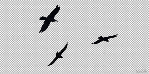  پروفایل عکس کلاغ برای واتساپ و تلگرام