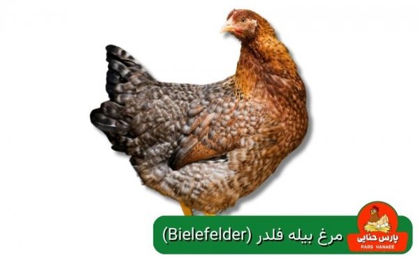  عکس انواع مرغ