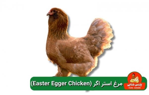  عکس انواع مرغ