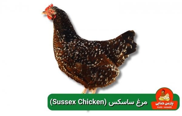  عکس انواع مرغ