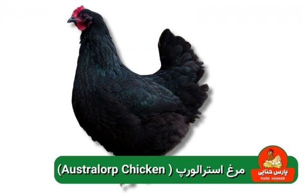  عکس انواع مرغ