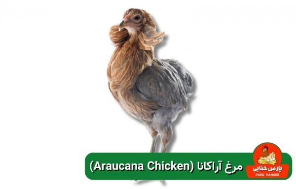  عکس انواع مرغ