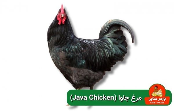  عکس انواع مرغ