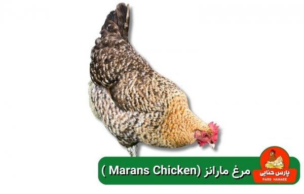  عکس انواع مرغ