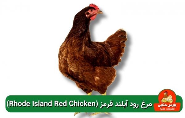  عکس انواع مرغ