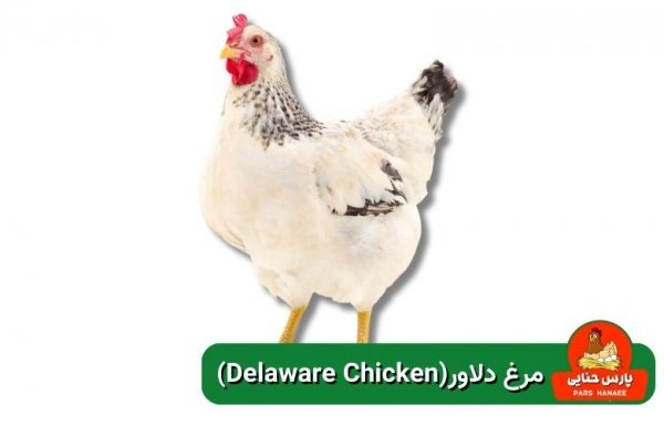  عکس انواع مرغ